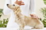 A Female Therapist Giving Reiki Therapy For Dog.