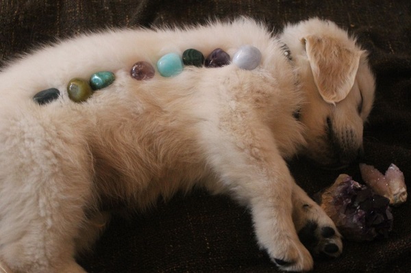 A Dog Get Relaxing While In Crystal Therapy Which Representing Crystal Therapy For Animals Concept.