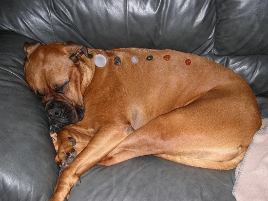 A Dog At Therapy Room For Crystal Massage.