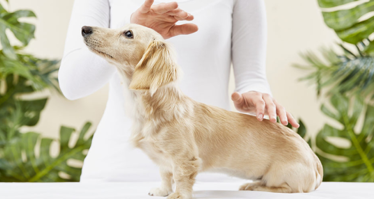 A Female Therapist Giving Reiki Therapy For Dog.