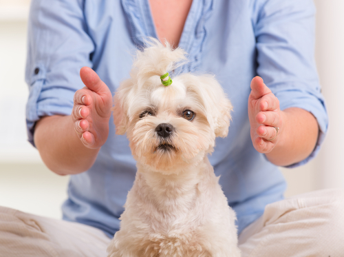 A Dog Getting Reiki Healing.