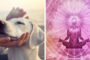 Impact of Reiki Healing For Human And Dog.