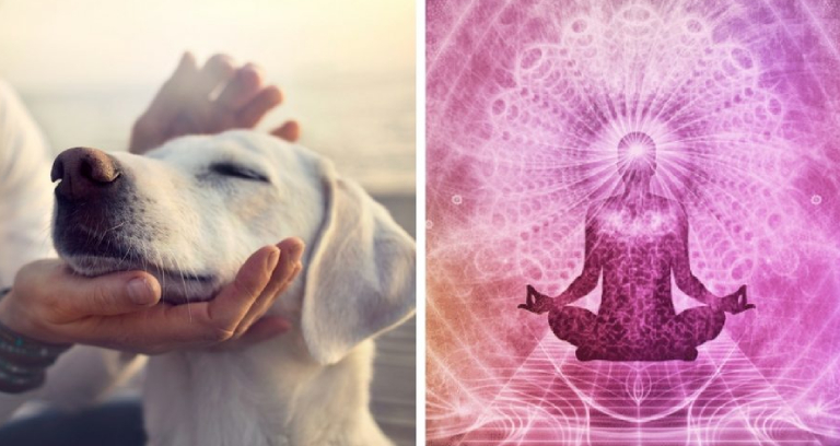 Impact of Reiki Healing For Human And Dog.