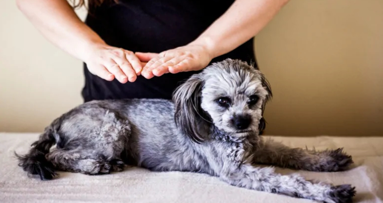 Reiki Process For Dog.